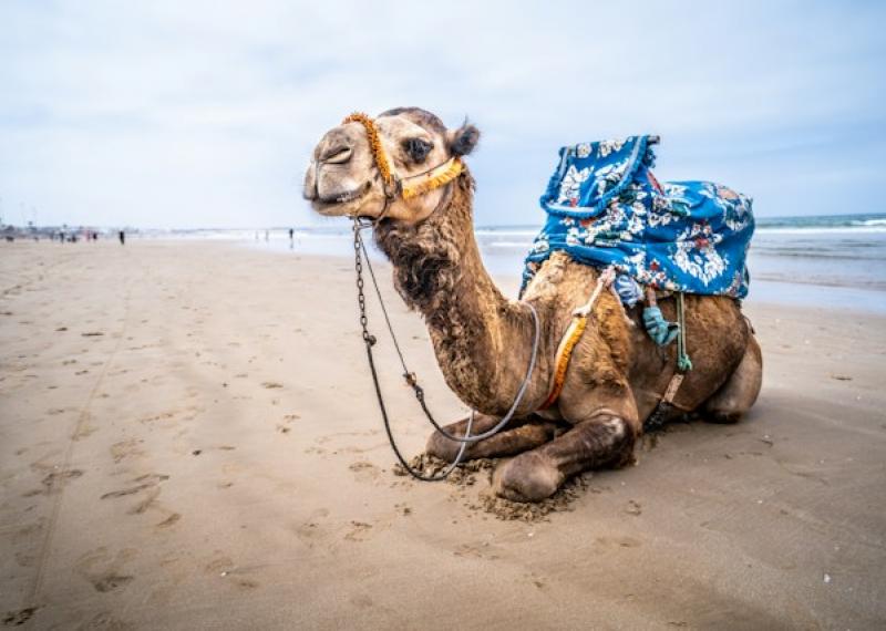 cammello sulla spiaggia di agadir