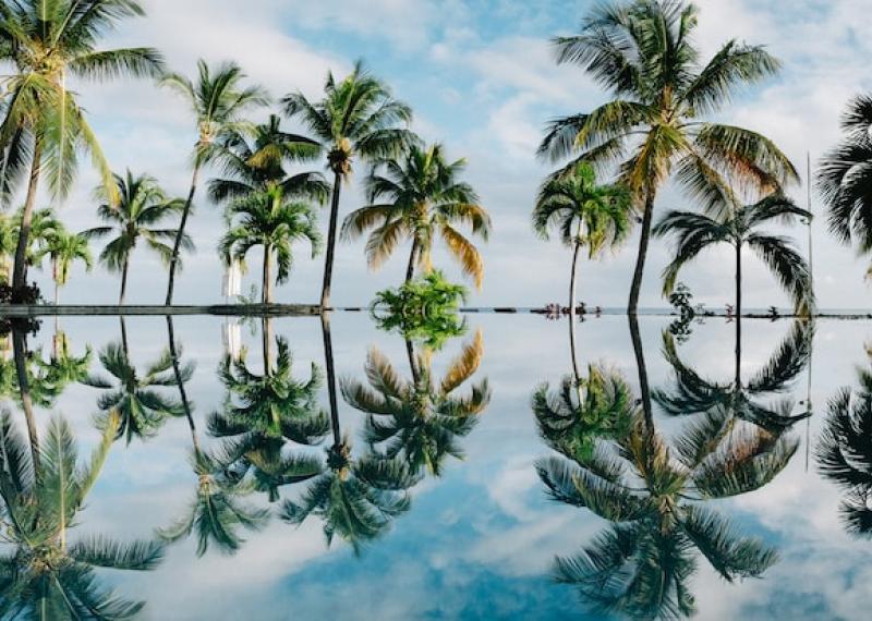 Mauritius Sea view pool with surrounding palm trees