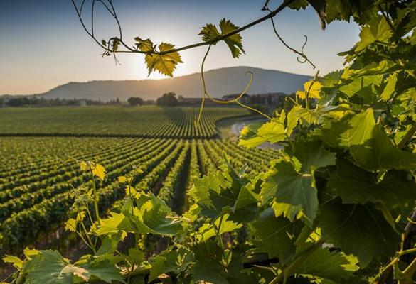 Vigneti in Franciacorta