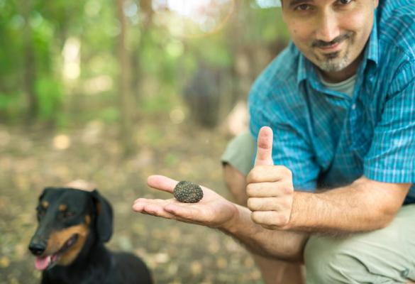 Ricerca del tartufo con cani 