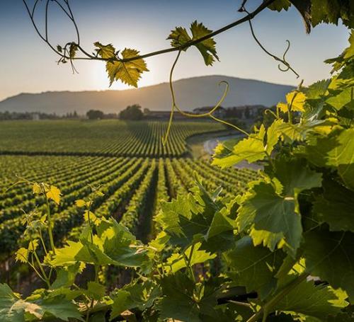 Vigneti in Franciacorta