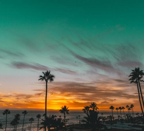 Mexico beach at sunrise with palm trees in the foreground